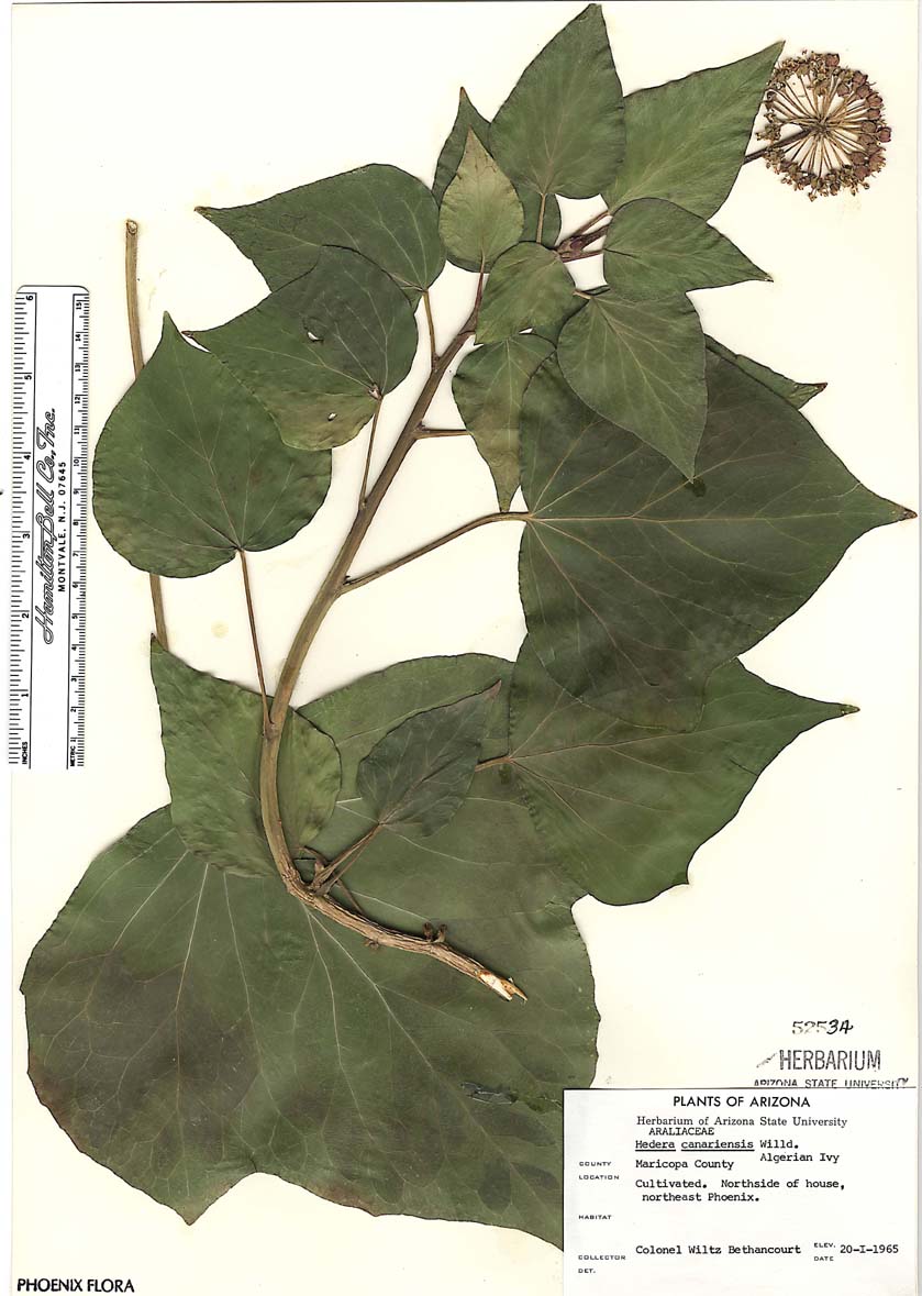 Hedera canariensis image