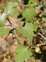Image of Ambrosia cordifolia