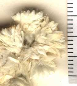 Pseudognaphalium leucocephalum image