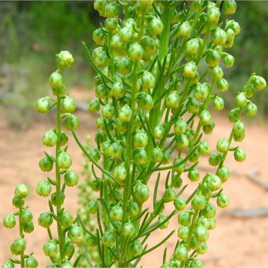 Artemisia campestris subsp. pacifica image