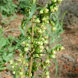 Image of Artemisia dracunculus