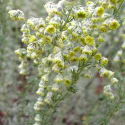 Image of Artemisia frigida