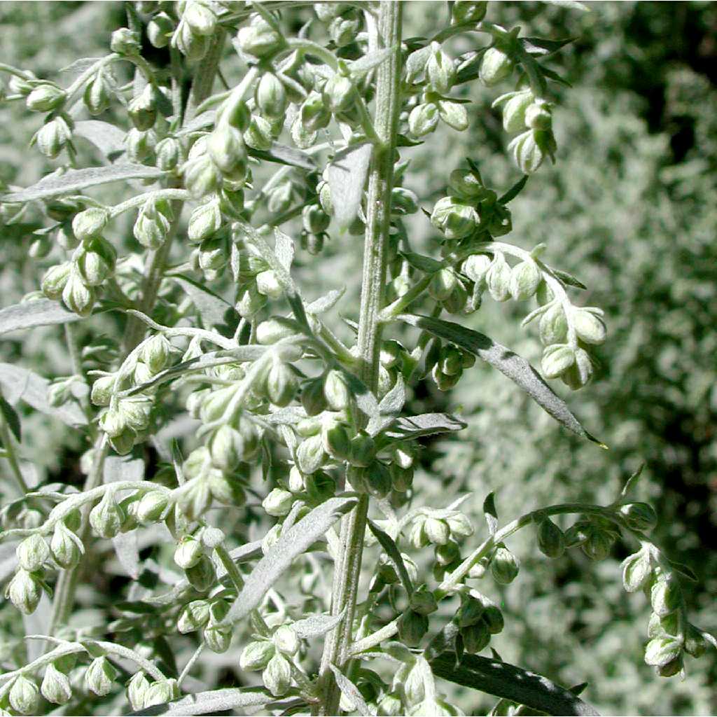 Artemisia image