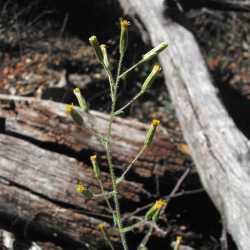 Image of Brickellia betonicifolia
