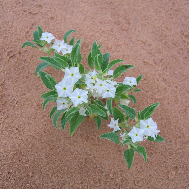 Euploca convolvulacea subsp. convolvulacea image
