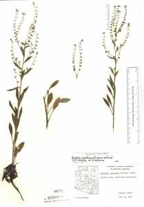 Image of Hackelia pinetorum