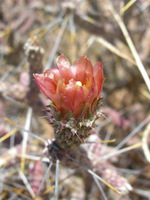 Image of Cylindropuntia ramosissima