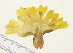 Coryphantha robustispina image