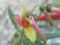 Image of Lobelia laxiflora