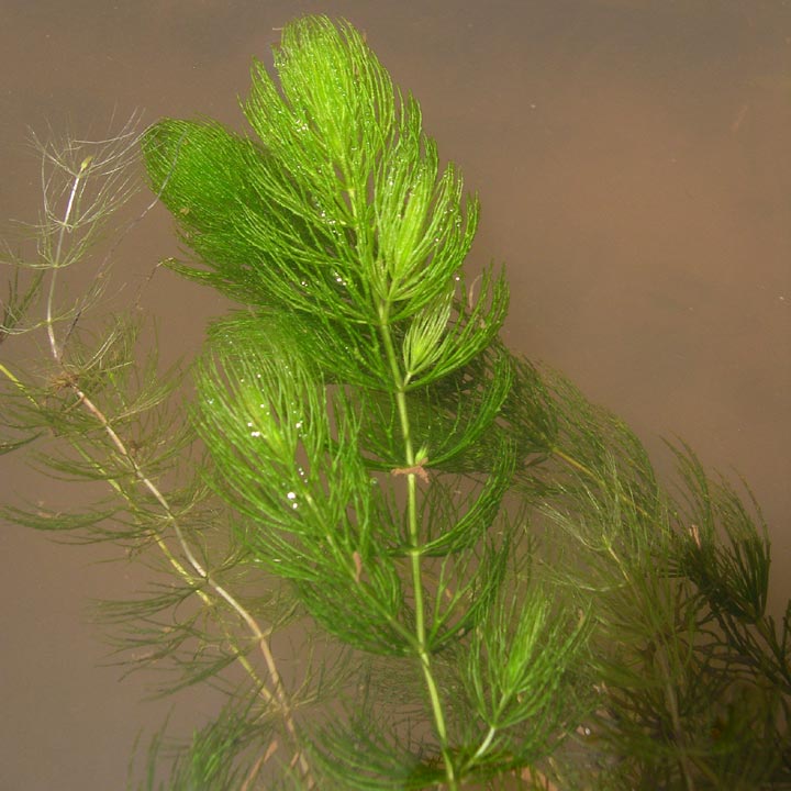 Ceratophyllum image