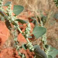 Image of Chenopodium incanum