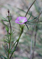 Image of Ipomoea costellata