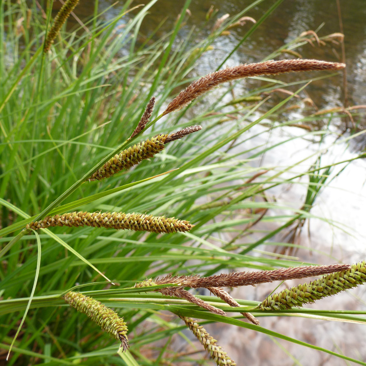 Carex image