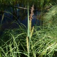 Image of Carex aquatilis