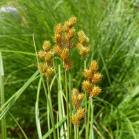 Image of Carex bebbii