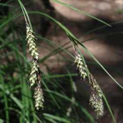 Image of Carex bella
