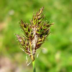 Image of Carex ebenea