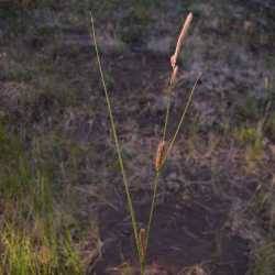 Image of Carex pellita