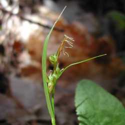 Image of Carex rossii