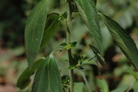 Image of Acalypha virginica