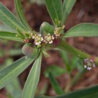Image of Euphorbia exstipulata