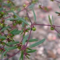 Image of Euphorbia revoluta