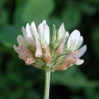 Image of Trifolium repens