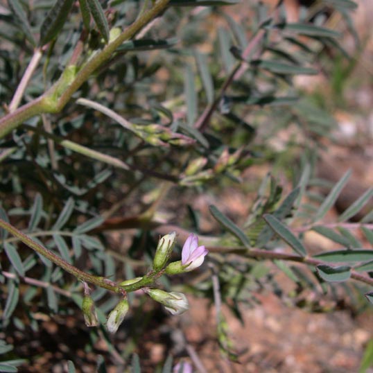 Astragalus image