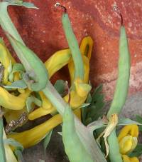 Corydalis curvisiliqua subsp. occidentalis image