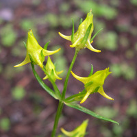 Image of Halenia recurva