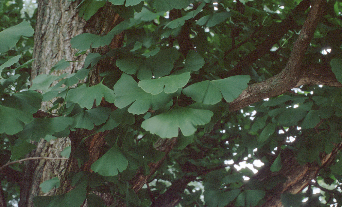 Ginkgoaceae image