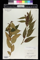 Image of Leucothoe fontanesiana