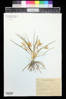 Image of Leucocrinum montanum