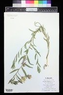 Image of Oenothera latifolia