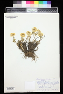 Image of Ranunculus adoneus