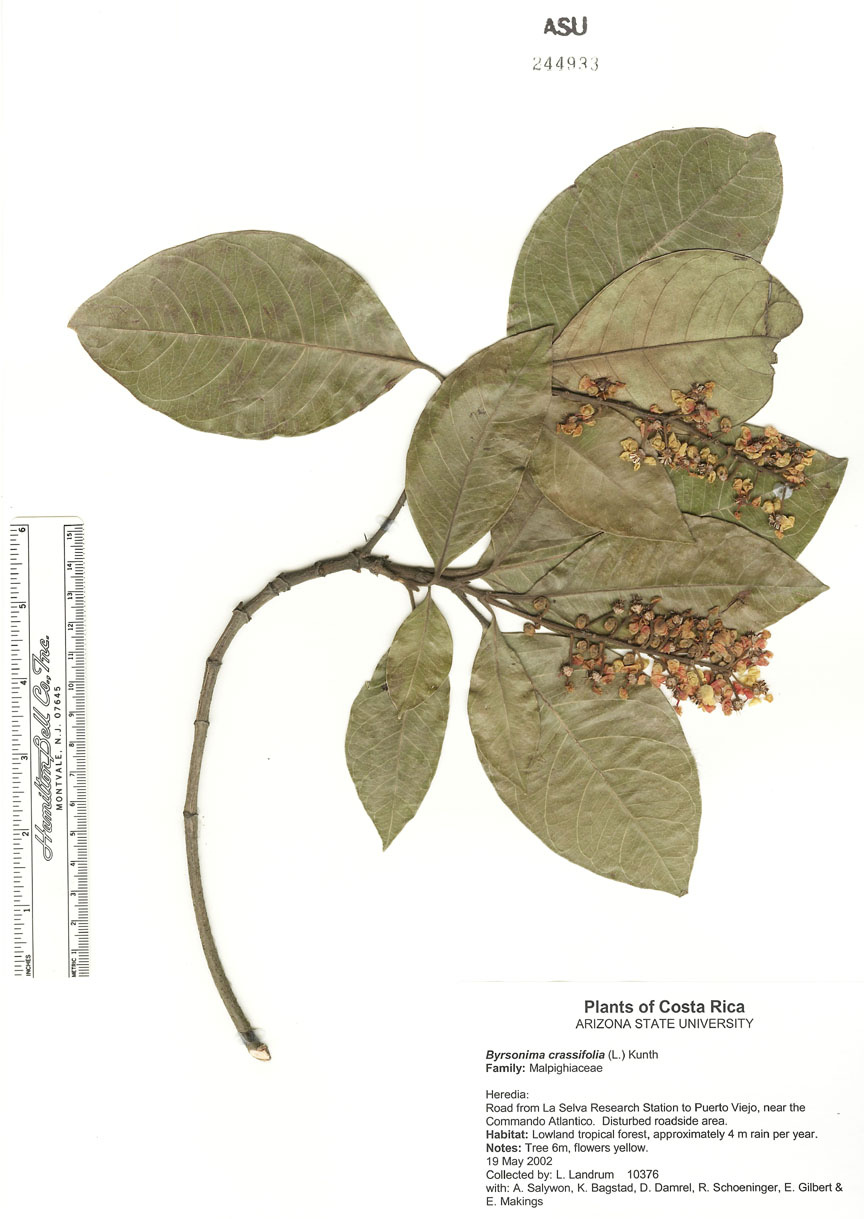 Malpighiaceae image