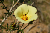 Image of Hibiscus coulteri