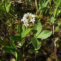 Image of Menyanthes trifoliata