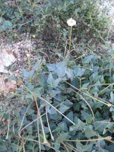 Image of Acleisanthes longiflora