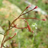 Image of Camissonia chamaenerioides