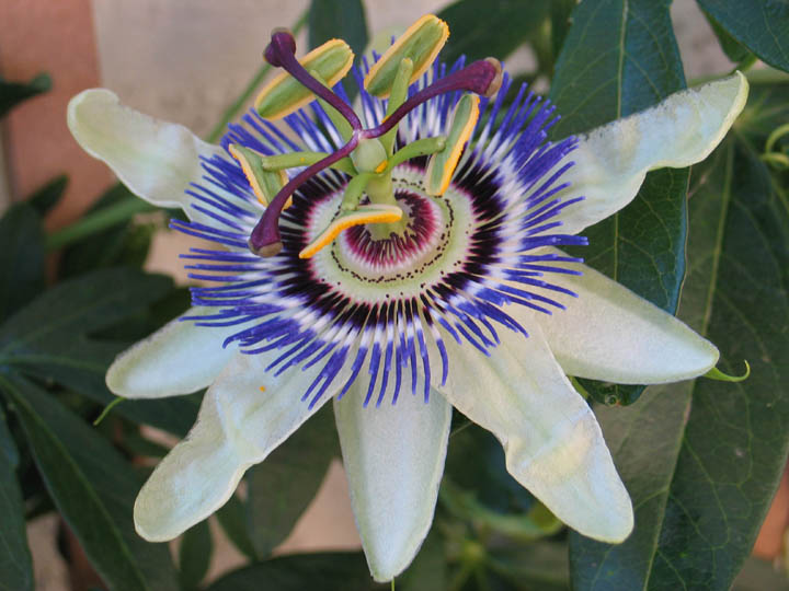 Passifloraceae image