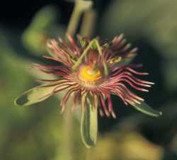 Image of Passiflora mexicana