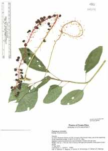 Image of Phytolacca rivinoides