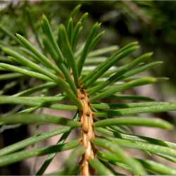 Image of Picea pungens