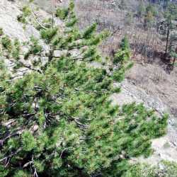 Image of Pinus resinosa