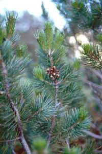 Image of Pinus cembroides