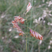 Image of Bouteloua dactyloides