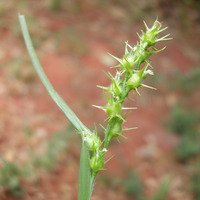 Image of Cenchrus spinifex