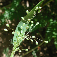 Image of Panicum oligosanthes