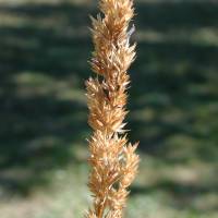 Image of Calamagrostis stricta